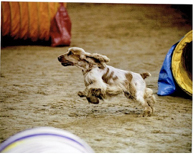 Jack in Agility trial