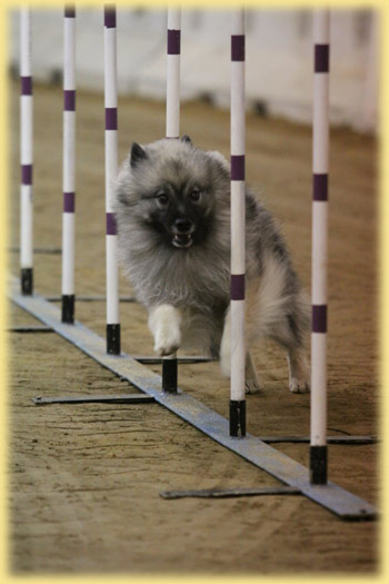 Lexi weaves the agility poles