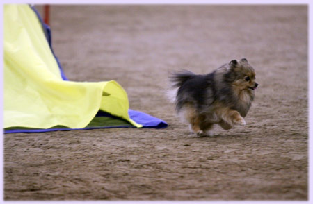 Roxie in Agility competition