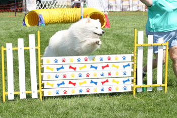 Trevor jumping in Agility competition