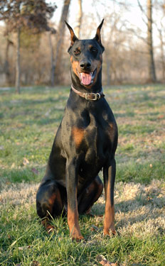 Chelsea was named in honor of Nicki who passed when the pups were about 12 weeks old