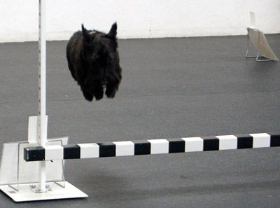 Scottie Jump